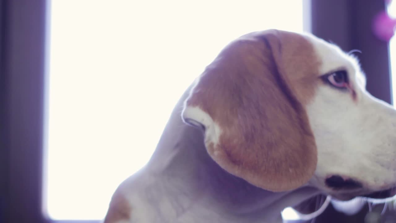 주위를 둘러보고 처진 귀를 바라보는 늙은 비글 개의 정적인 모습