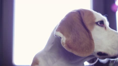 vista estática de un viejo perro beagle mirando alrededor y orejas caídas