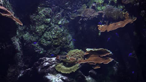 Blues-small-fish-exploring-underwater-world-with-beautiful-corals