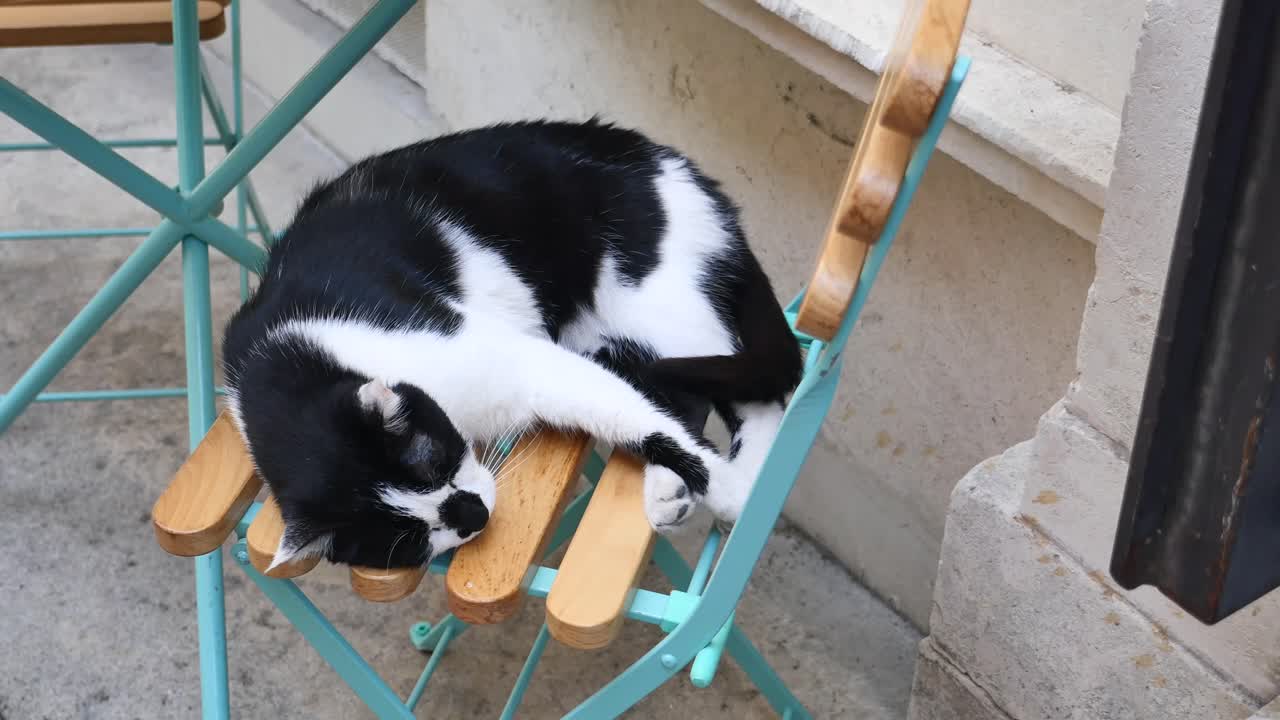 Cat Sleeping on Chair