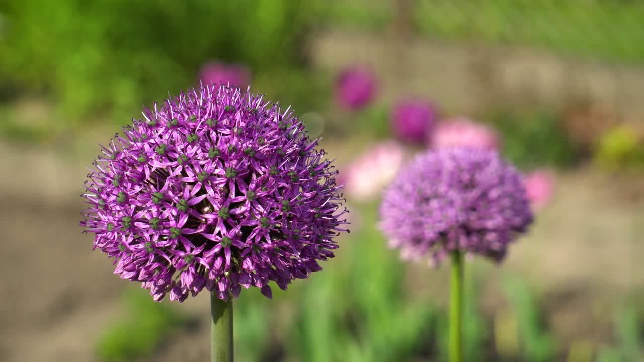 las flores de allium gladiador florecen en el jardín de primavera. las flores púrpuras crecen en el paisaje