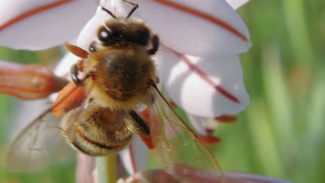 Extreme-close-up-above-black-and-yellow-honey-bee-pollinating-flower-and-flies-away