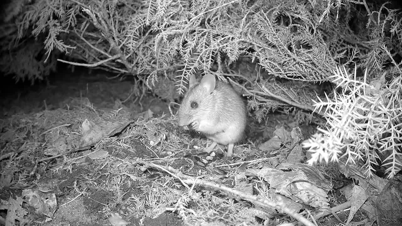 Yellow-necked mouse (Apodemus flavicollis) has found a seed and is eating it. Estonia.