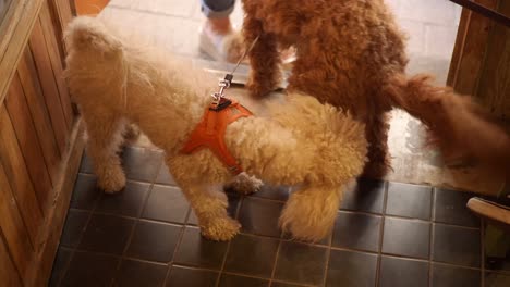 two fluffy poodles in a doorway