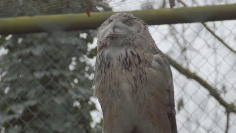 low angle view of eagle owl in bird cage