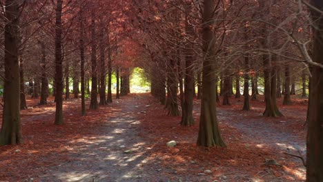 A-serene-path-through-a-Bald-Cypress-grove-with-reddish-brown-needles-covering-the-ground-under-a-natural-canopy-of-bare-branches-with-sunlight-filtering-through,-drone-low-tracking-flyover-shot