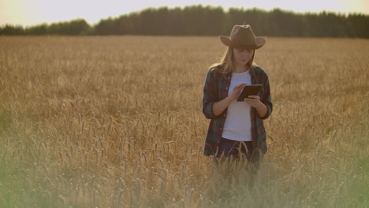Close-up of woman's hand running through organic wheat field steadicam shot. Slow motion. Girl's hand touching wheat ears closeup. Sun lens flare. Sustainable harvest concept.