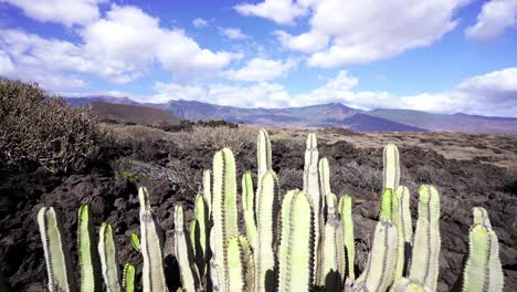 Trockenflora-Trockenheit-Der-Wüste-Teneriffas-In-Harten-Sommern