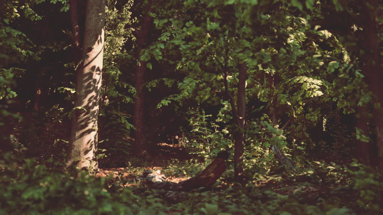 울창한 푸른 숲