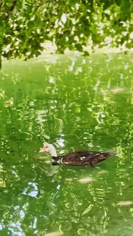 muscovy duck swimming alone in vibrant green pond