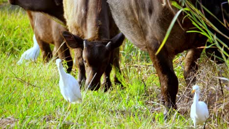 el búfalo africano y la garceta blanca cohabitan en sudáfrica