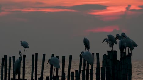 The-Great-Egret,-also-known-as-the-Common-Egret-or-the-Large-Egret