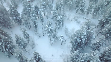 aerial flying over woods with snow covered trees passing by typical lapland hut