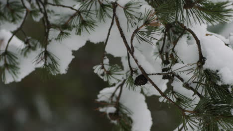 Nahaufnahme-Einer-Mit-Schnee-Bedeckten-Kiefer