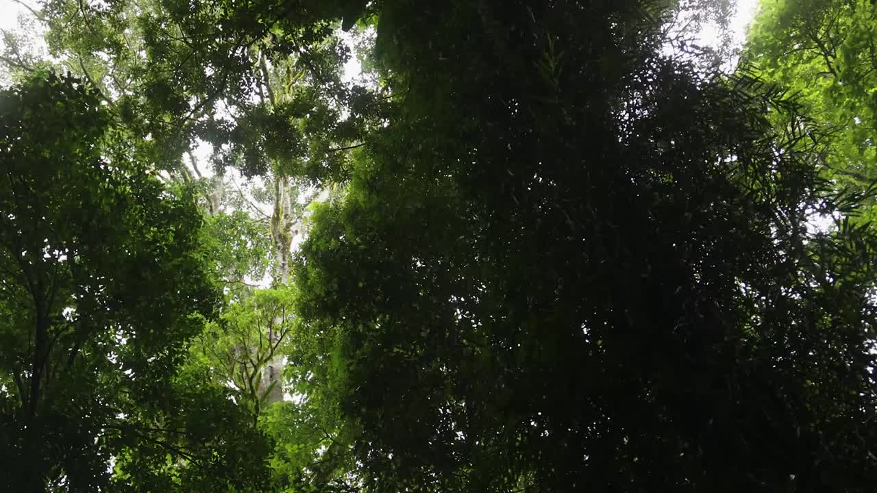 Looking up at sunlit leaves in a dense forest