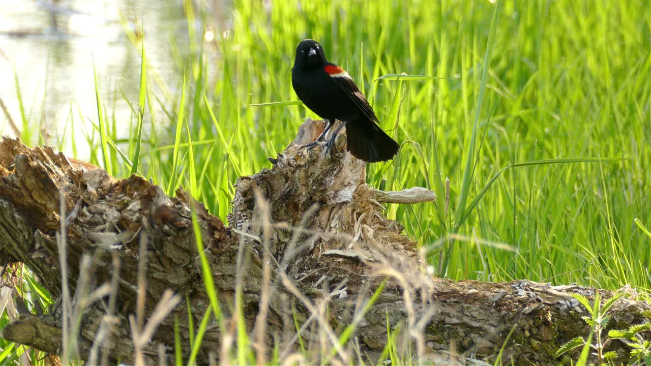 краснокрылая черная птица садится на поваленное дерево и уходит в травянистую землю