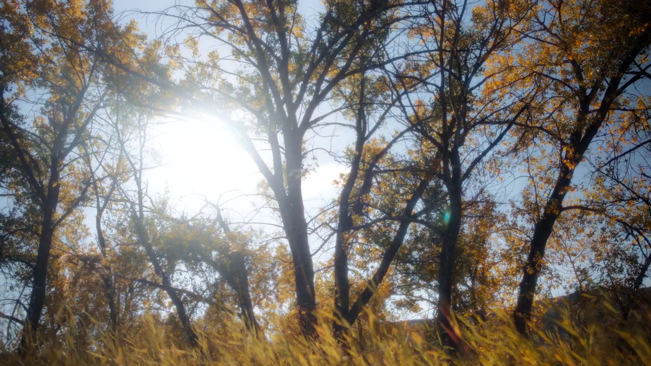 Bagliori del sole tra gli alberi autunnali