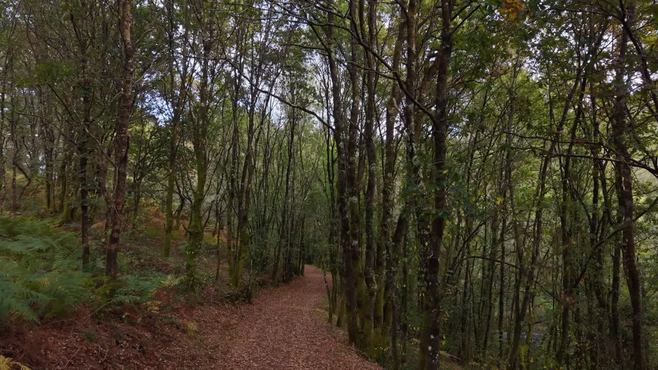 Inside The Mountain Forest During Hike In Ruta dos muiños do Rego das Gandaras In A Coruña, Spain. Slow Motion Shot