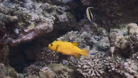 Cute-yellow-puffer-fish-is-bothered-by-a-cleaner-fish-and-takes-off,-close-shot-on-a-tropical-coral-reef,-Tuamotu-archipelago,-french-polynesia,-south-pacific-ocean