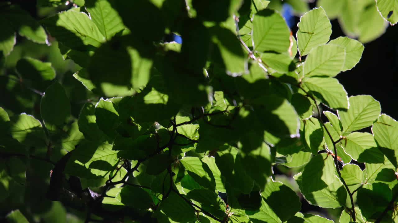 Spring sunshine creates light and shade on new Beech tree leaves in a woodland, Worcestershire, England.