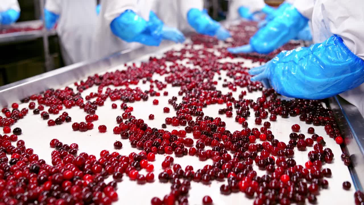 Cherry in sorting process. Red ripe cherries on a wet conveyor belt in a packing warehouse