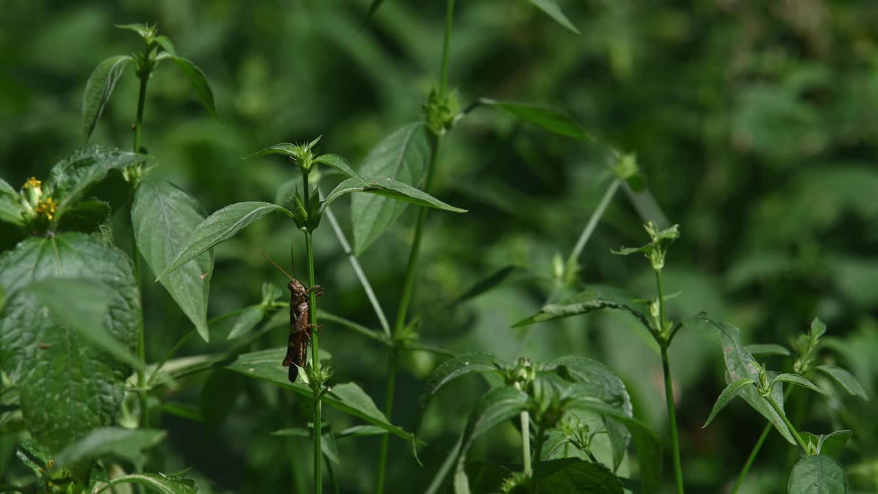 saltamontes bajo las hojas de una planta, parque nacional kaeng krachan, tailandia