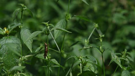 Saltamontes-Bajo-Las-Hojas-De-Una-Planta,-Parque-Nacional-Kaeng-Krachan,-Tailandia