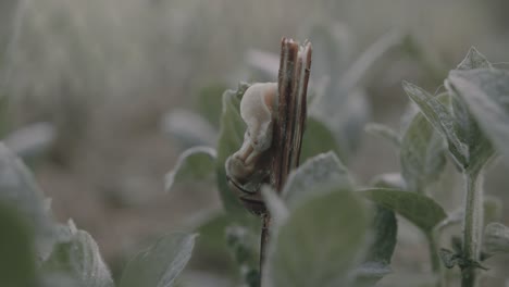 snails trying to make love