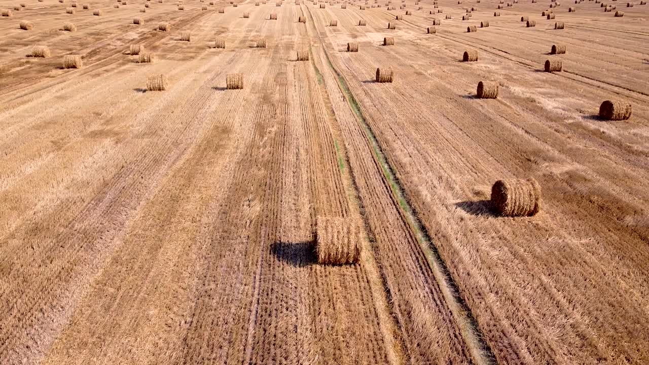 어리 들 을 가지고 수확 된  을 지나가는 공중 촬영. 드론 뷰.