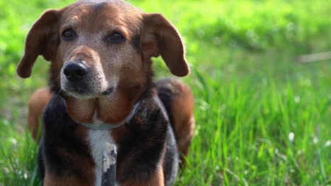 A-dog-rests-in-the-lush-green-grass,-enjoying-his-peaceful-surroundings