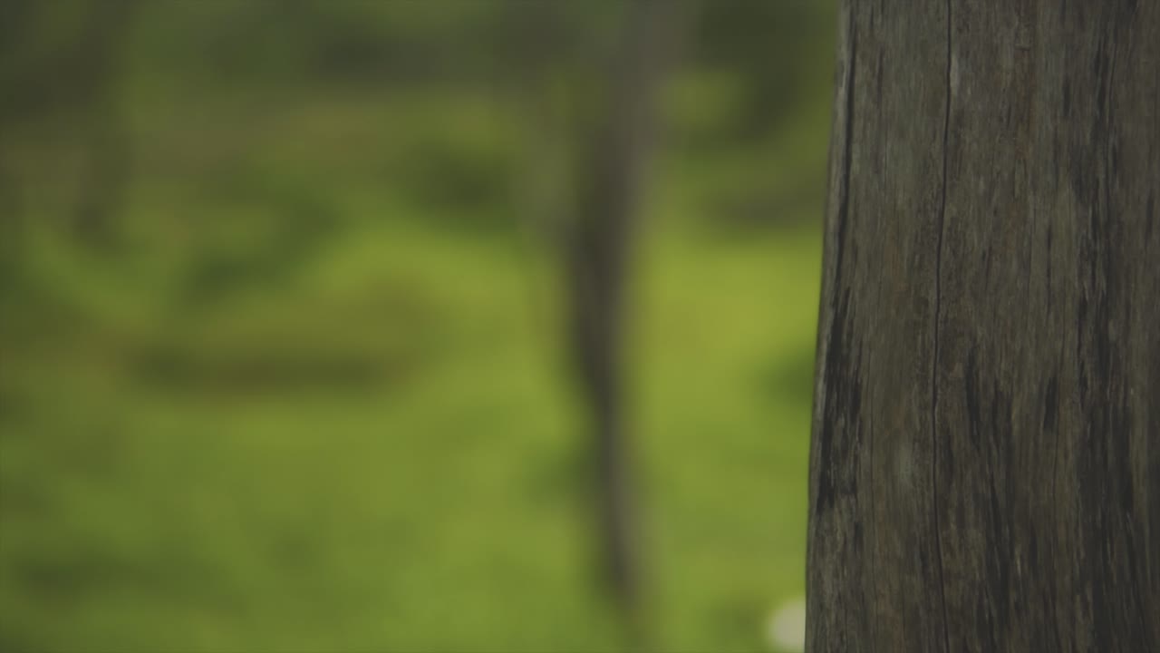 클립은  ⁇ 어져 있는 나무들이 있는 녹색 초원에서 나무  ⁇ 질의 세부 사항이 있는 단일 나무로 초점을 옮기고 있습니다.