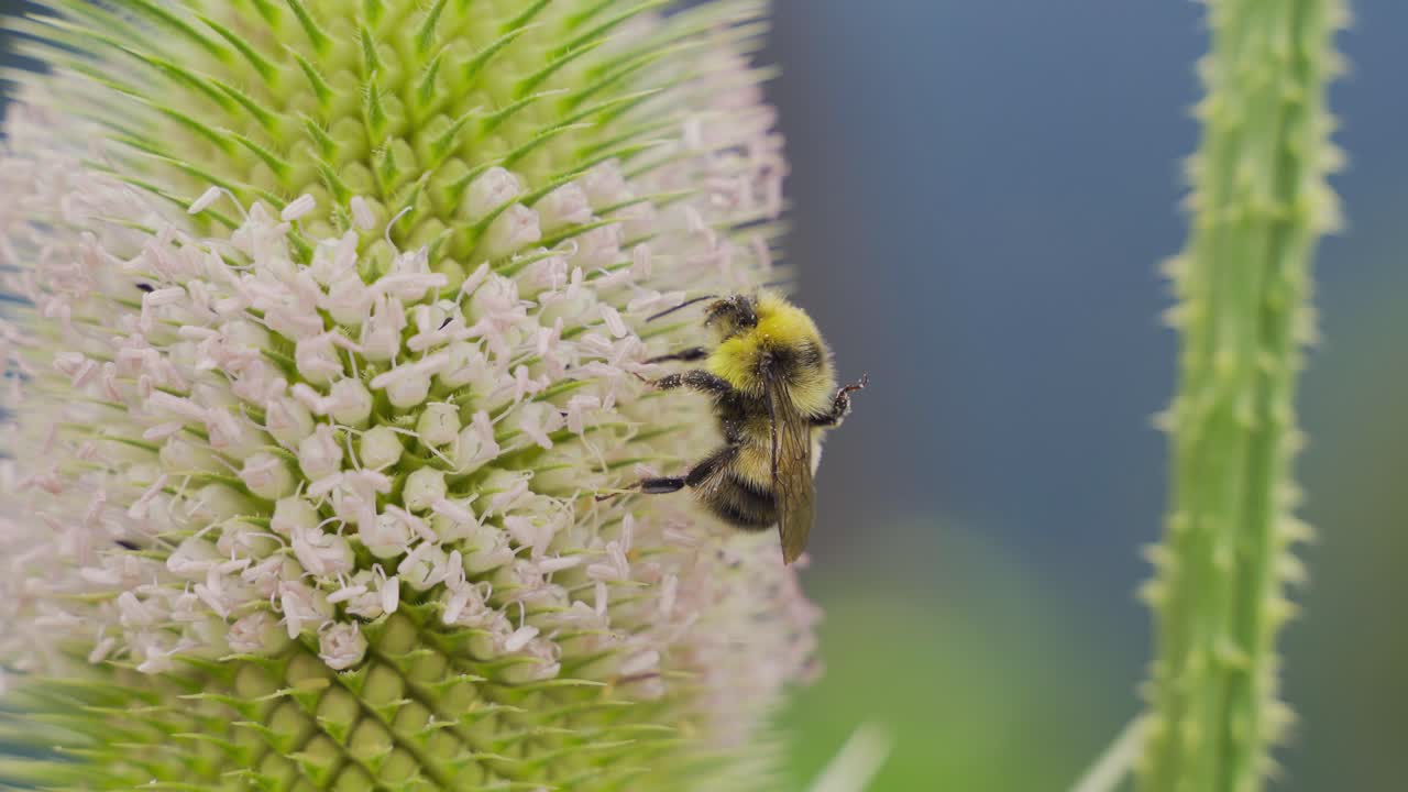 медоносная пчела собирает пыльцу из цветка.