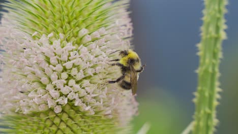 honey bee collecting pollen from a flower.