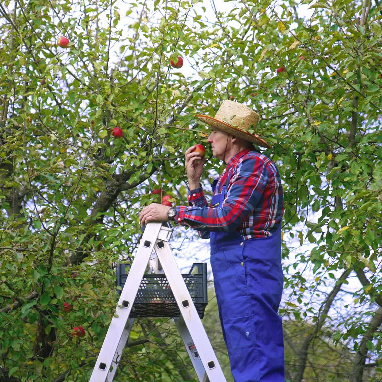Organic agriculture tree harvesting. Farmer picking up red apples from the tree
