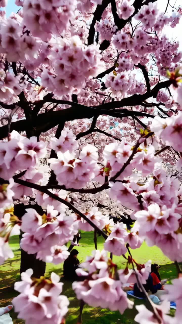 Cherry Blossoms Picnic in a Park
