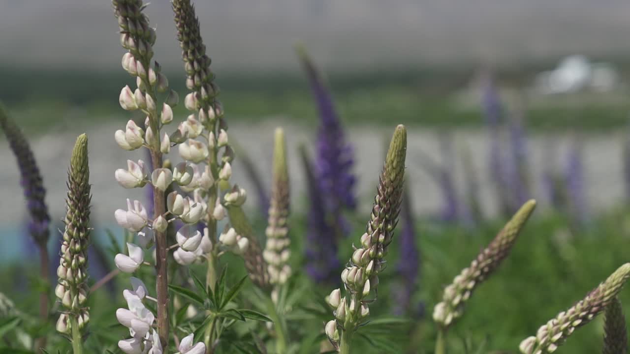 lupine flower in queenstown closeup shot