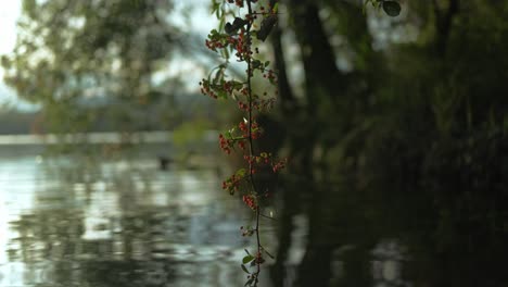 Verschiedene-B-Roll-Ausschnittaufnahmen-Von-Pflanzen-Und-Blumen-Und-Einem-See-In-Der-Natur