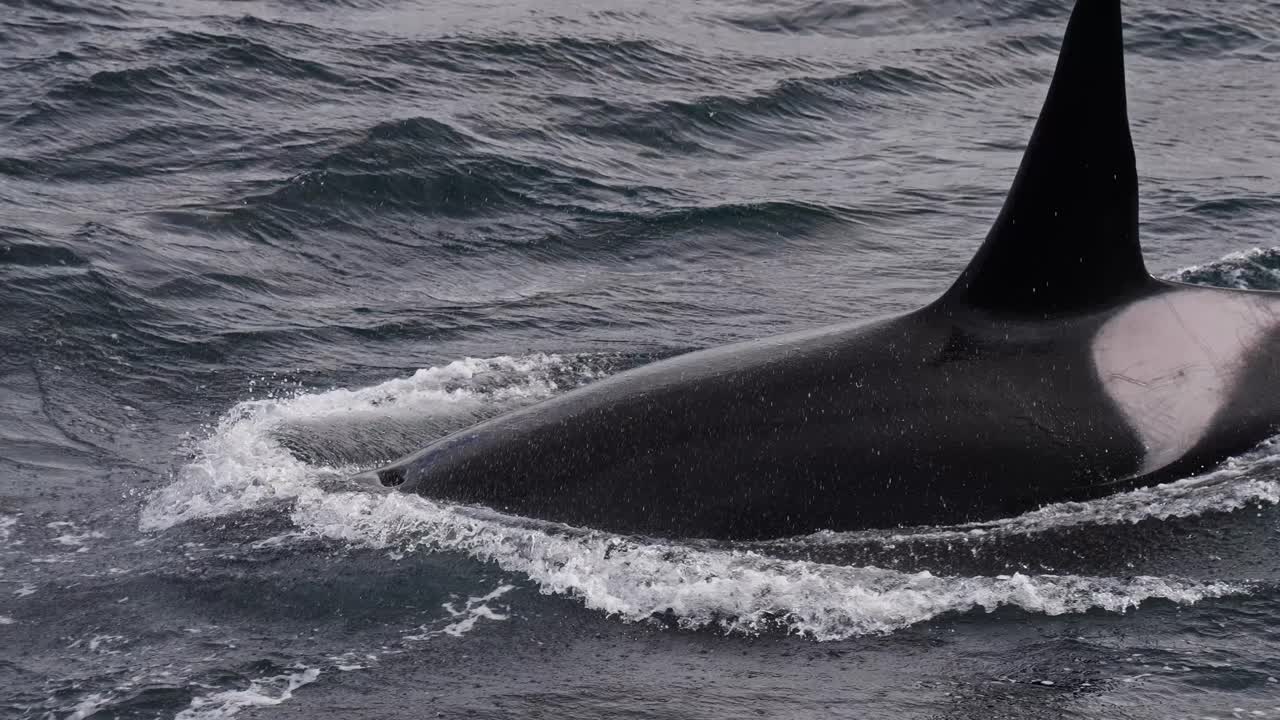 A sleek orca fin emerges from the water in slow motion, showcasing ocean movement