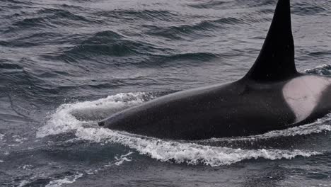 A sleek orca fin emerges from the water in slow motion, showcasing ocean movement