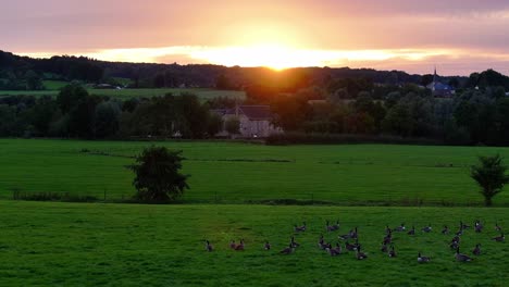 golden hour skyline and geese