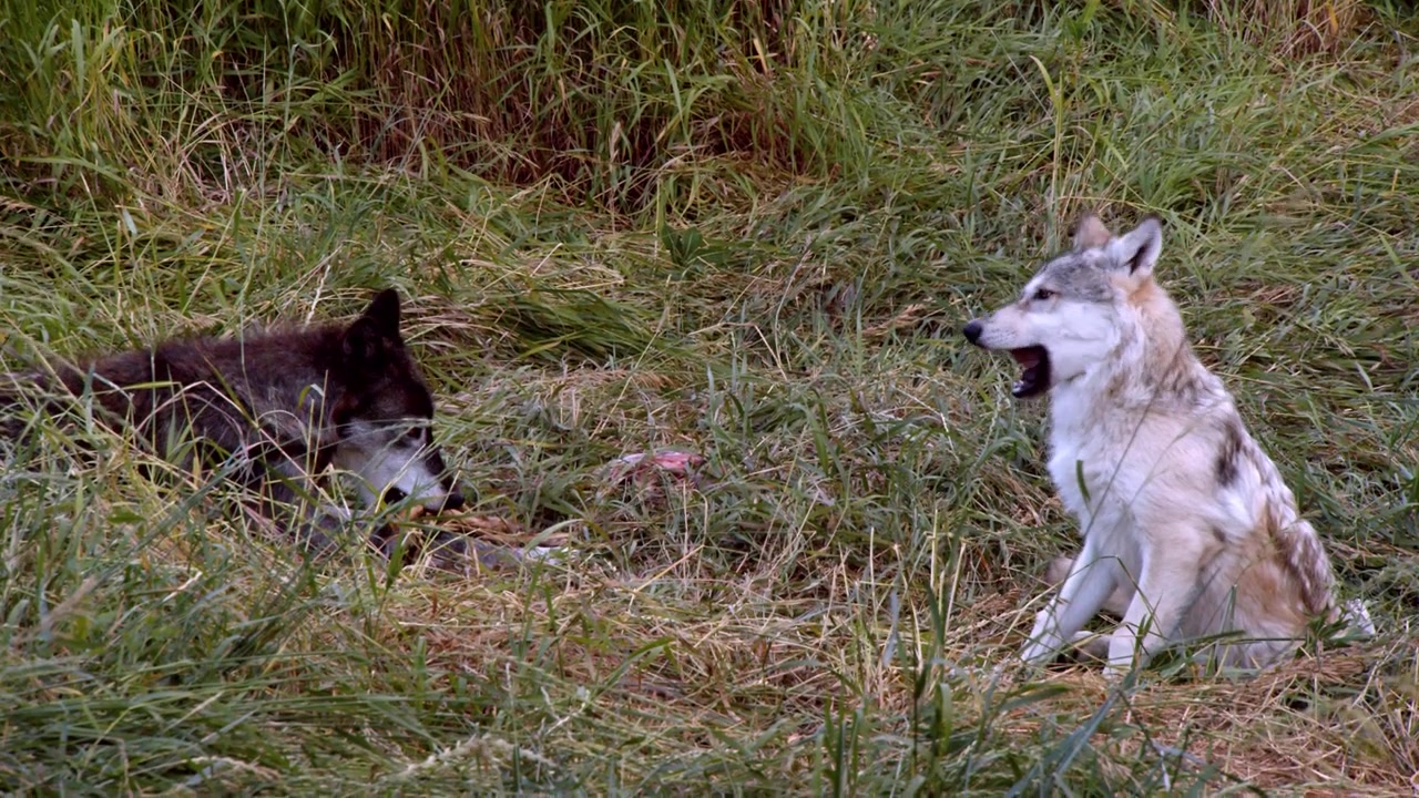 A grey wolf named Koa.
