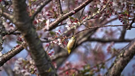 wild bird and sakura blossoms - blurred background shot