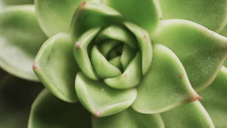 micro vídeo de un acercamiento de la planta de cactus verde con espacio de copia