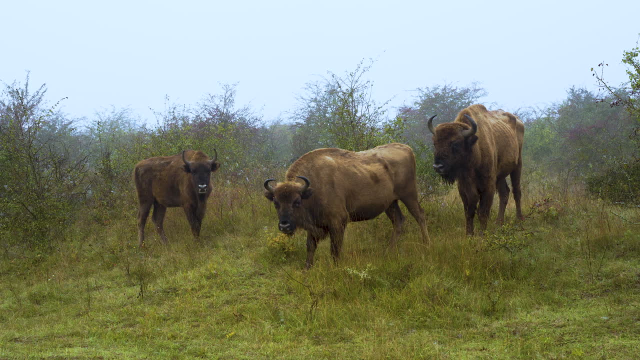tres bisontes europeos bonasus parados en una ladera cubierta de hierba en la niebla, república checa
