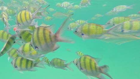 un enjambre de peces vibrantes en aguas claras de cangrejo