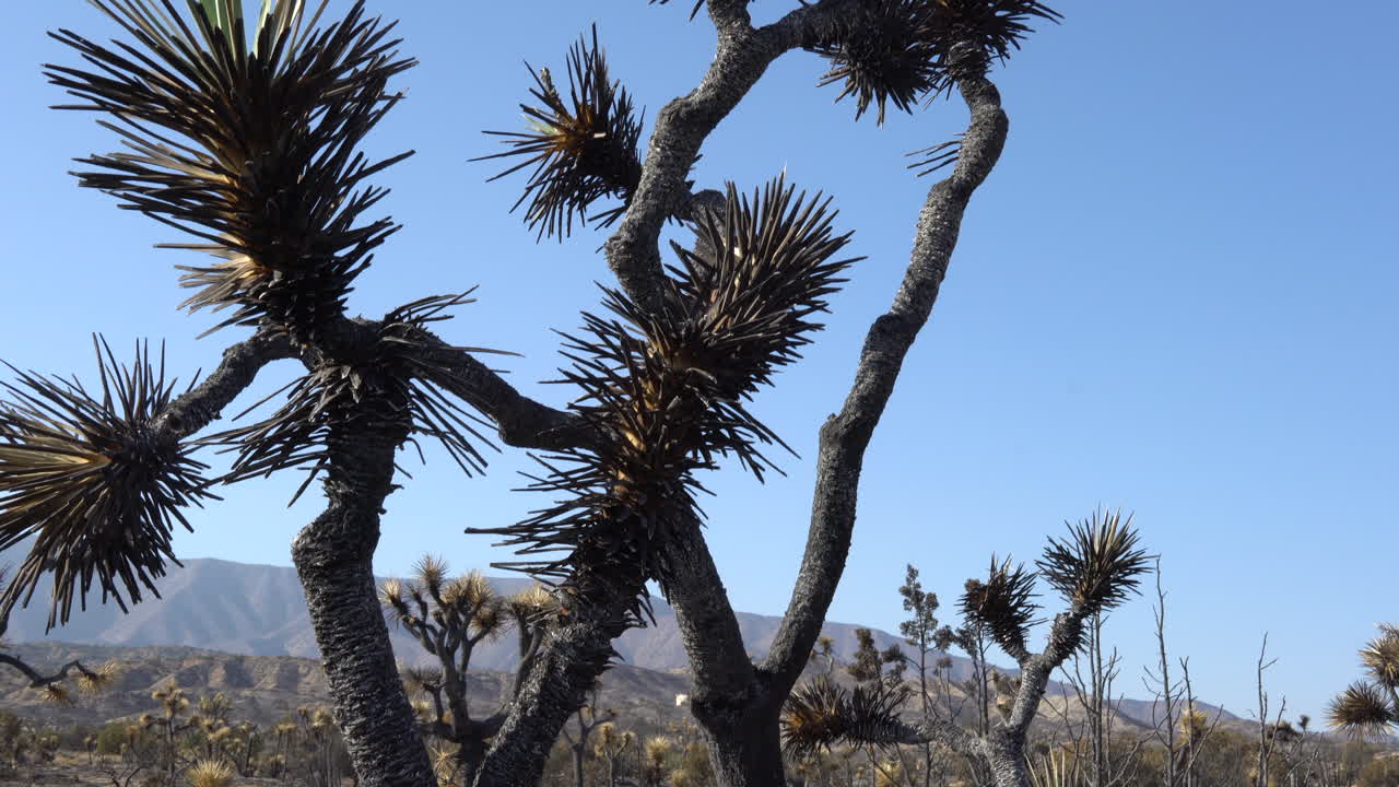 joshua tree antiguo gravemente quemado por el incendio forestal bobcat en el sur de california