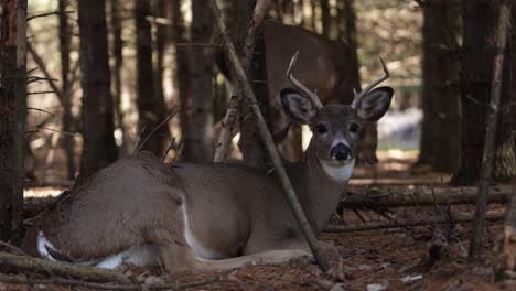 deer buck laying in forest while other deer walks in background slomo slider effect