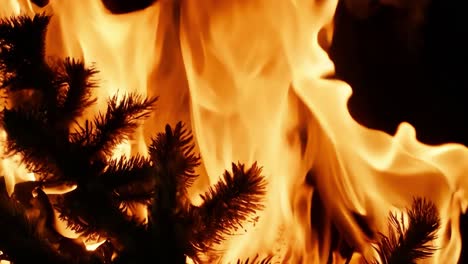 close up of a burning christmas tree