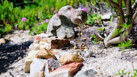 spotted thick-knee with long legs walks cautiously to sit on nest with two eggs