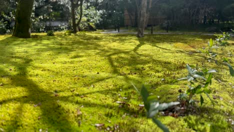 kokedera, moss temple with luxuriant mossy growth landscape in kyoto, japan